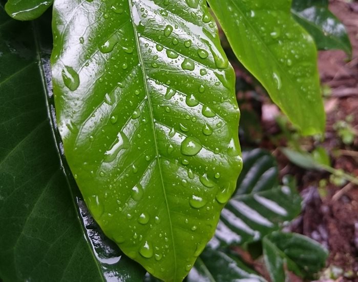 A coffee plant leaf.