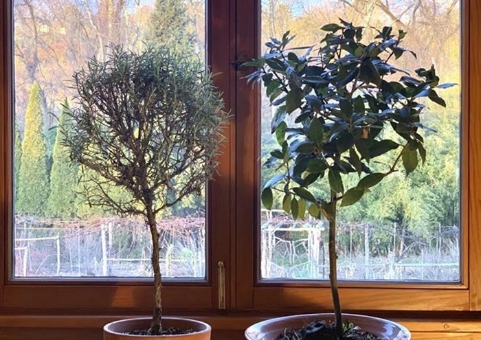 Most herbs don't thrive on winter windowsills. Two do. - Vimarsana News