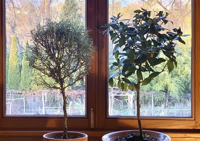 This undated photo shows a rosemary plant, left, and a Bay Laurel, right, in New Paltz, NY. Rosemary is an herb ideal for growing on a windowsill in winter, provides aroma, flavoring and beauty.

