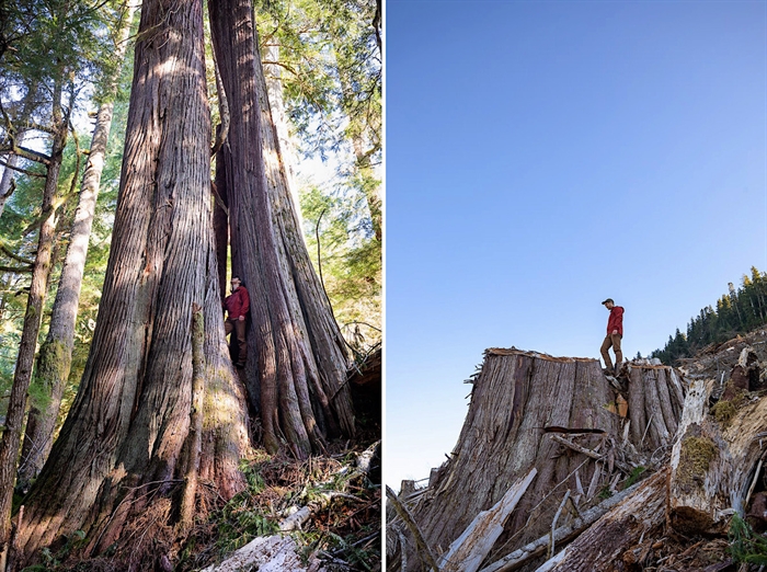 Before and after pictures of giant old-growth trees following logging in the Caycuse Valley.