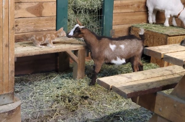 Happier days, Ginger the cat playing with one of Schneider's goats.