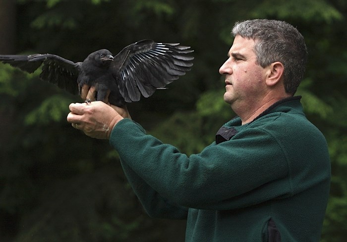 Crows are extremely clever and adaptable and can identify and remember dangerous individuals or other threats says, avian researcher John Marzluff.