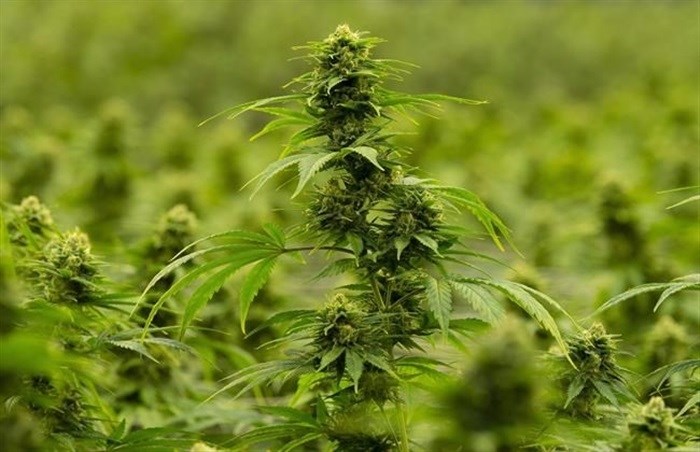 A flowering cannabis plant is seen during a tour of the Hexo Corp. facility, Thursday, October 11, 2018 in Masson Angers, Que.