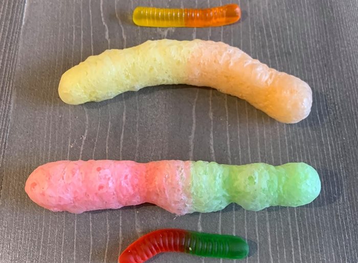 Gummy worms before and after being freeze dried.