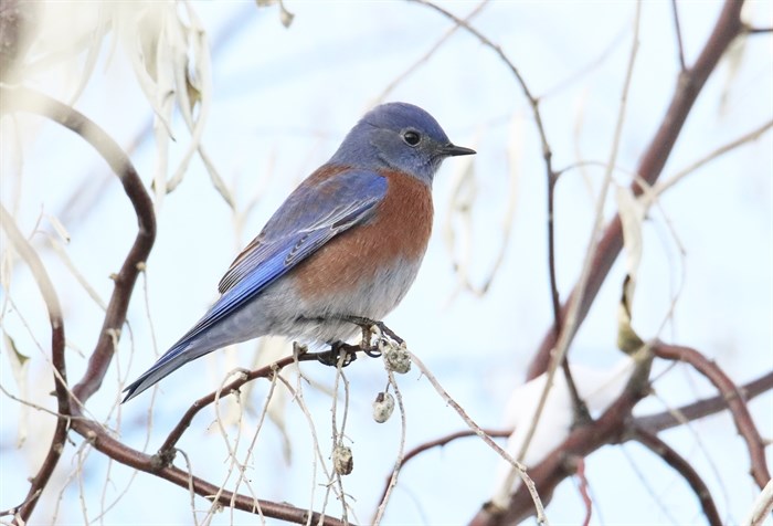 Western bluebirds were seen in good numbers on the Kelowna count this year. Bluebirds, which
traditionally would have migrated south, are now spending the winter in the Okanagan.