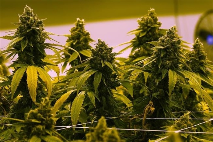 A cannabis plant that is close to harvest grows in a grow room in Richmond, Va., Thursday, June 17, 2021.