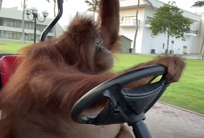 TRENDING NOW: And now an orangutan driving a golf cart | iNFOnews ...