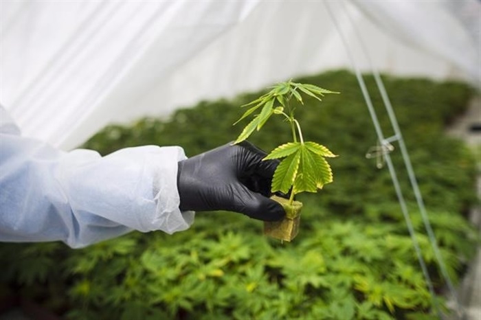 A young cannabis plant is shown in Fenwick, Ont., Tuesday, June 26, 2018. Cannabis companies are throwing cultivation facilities, pot shops and warehouses on the market as the industry tries to streamline production and better align its capabilities with demand. 