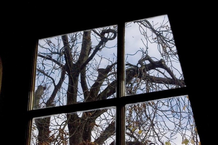 FILE - The chestnut tree which comforted Anne Frank while she hid from the Nazis during World War II is seen from the attic window in the secret annex at the Anne Frank House in Amsterdam, Netherlands, Nov. 14, 2007.