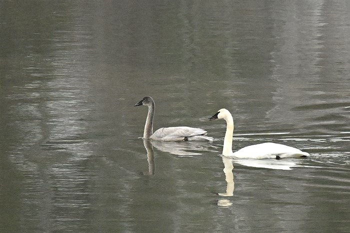 Swans on the Shuswap River.