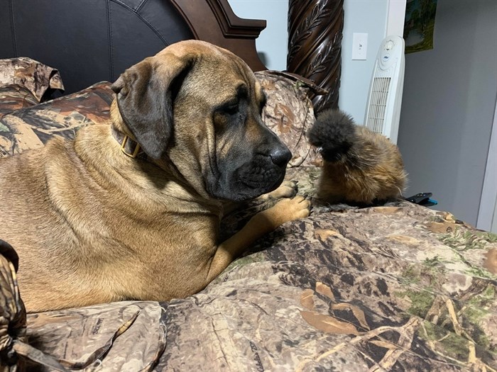 Walter the rooster with his friend Mollie the Mastiff. 