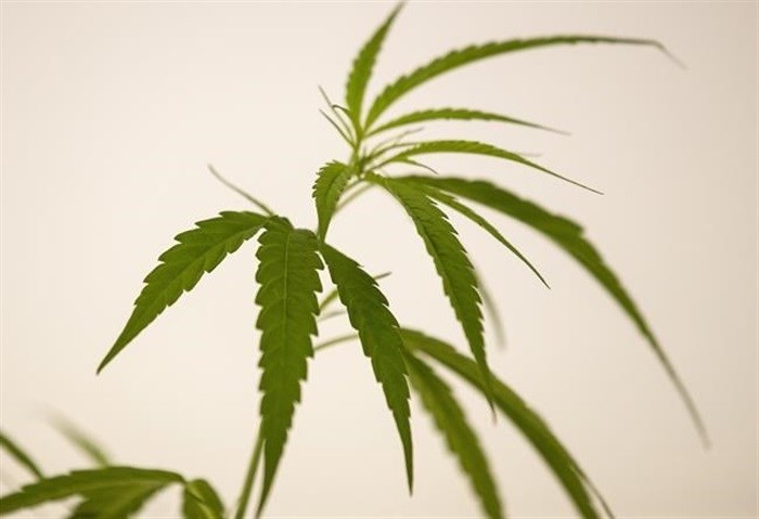 FILE - A cannabis plant is on display at the first full-time clinic prescribing cannabis oil for medical treatment in the Public Health Ministry in Nonthaburi province, Thailand, Monday, Jan. 6, 2020.