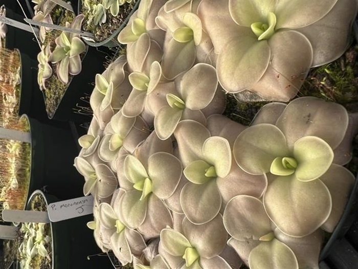 Holey leaves and vines! A look at houseplant trends for 2022 - Vimarsana News