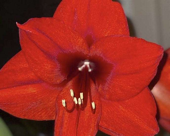 This image provided by Jeff Lowenfels shows an Amaryllis bulb in bloom on Saturday, Jan. 22, 2022, in Anchorage, Alaska.