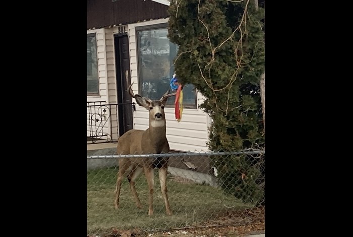 This young buck got itself into trouble today by tangling its antlers up in a hockey net.
