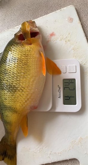 A scale shows the yellow perch weighed in at four lb. and 2.4 oz.