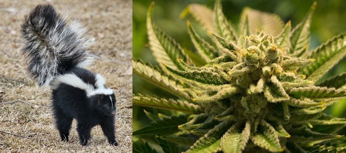 A researcher at UBC wants to know why cannabis has a skunky smell.