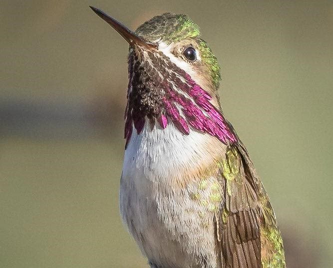 Calliope hummingbirds are migratory, reaching areas in the B.C. Interior in early spring.