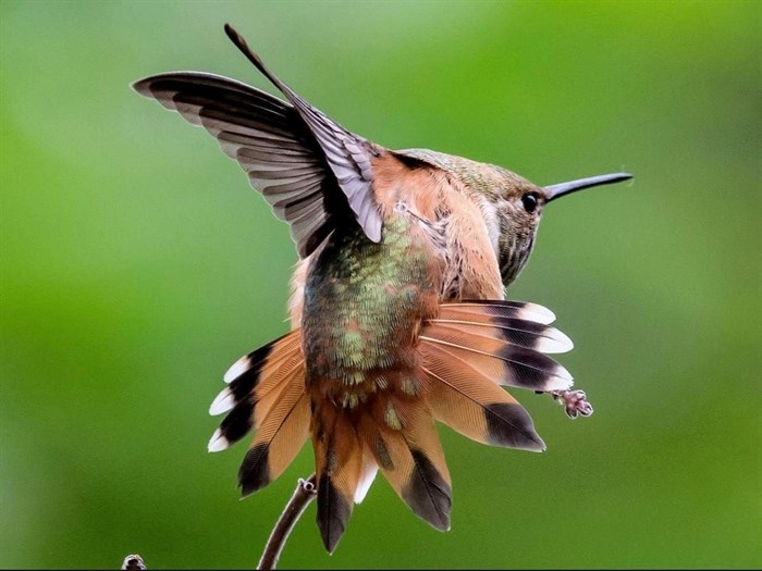 The rufous hummingbird is a migratory bird that arrives to the interior in early spring.