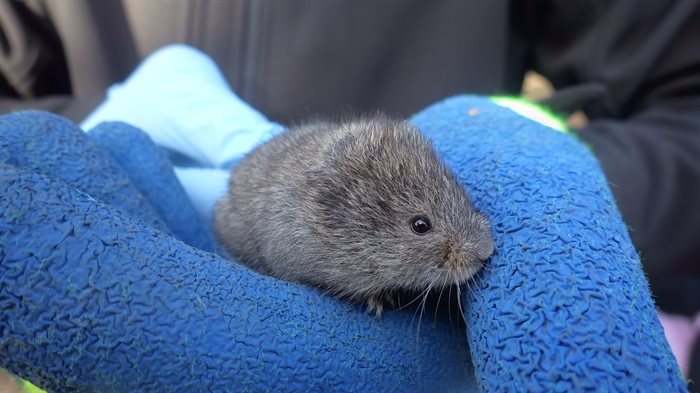 Photo of a Montane vole, native to Canada. 