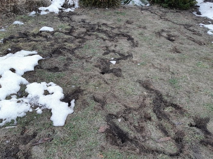 A Kamloops resident found this mess of little tunnels on her lawn after a snow melt.