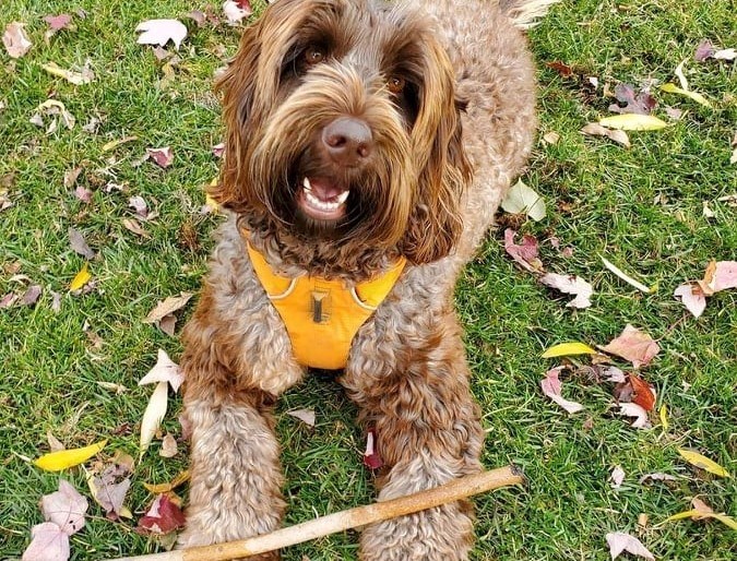 Dean Gladue's Labradoodle Kaluha is seen in this undated photo.