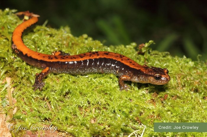 Western Red-backed Salamander (Amphibian)