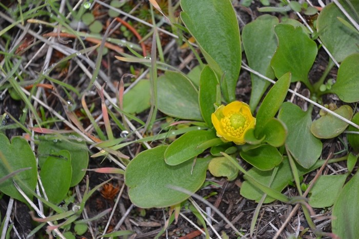 The hardy sagebrush buttercup can bloom year round. This was photographed on Nov. 25, 2018.
