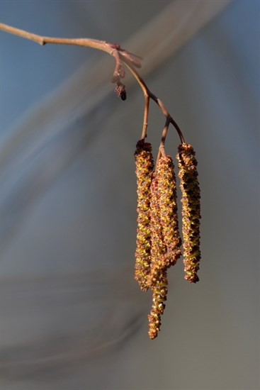 The real early bloomers are these alder catkins that were out on Feb. 24, 2022.