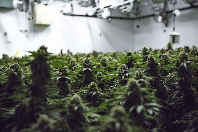 The Alcohol and Gaming Commission of Ontario says cannabis retailers in the province can offer delivery and curbside pickup services on a permanent basis starting March 15. Cannabis plants grow inside of Thrive Cannabis's production facility in Simcoe, Ont. Tuesday, April 13, 2021.
