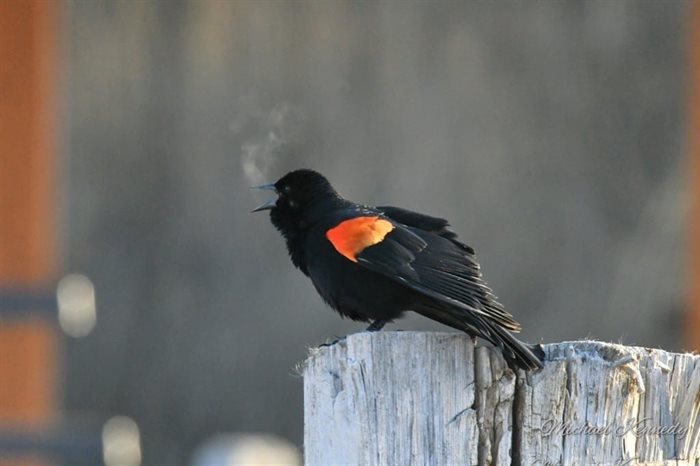 A red-winged blackbird in Kamloops.
