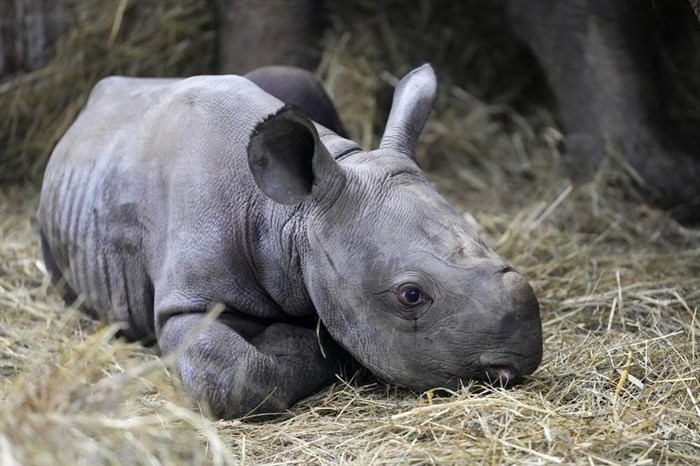 A newly born critically endangered eastern black rhino lies in its enclosure next to its mother Eva at the zoo in Dvur Kralove, Czech Republic, Wednesday, March 16, 2022.