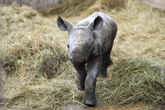 A newly born critically endangered eastern black rhino walks in its enclosure at the zoo in Dvur Kralove, Czech Republic, Wednesday, March 16, 2022.