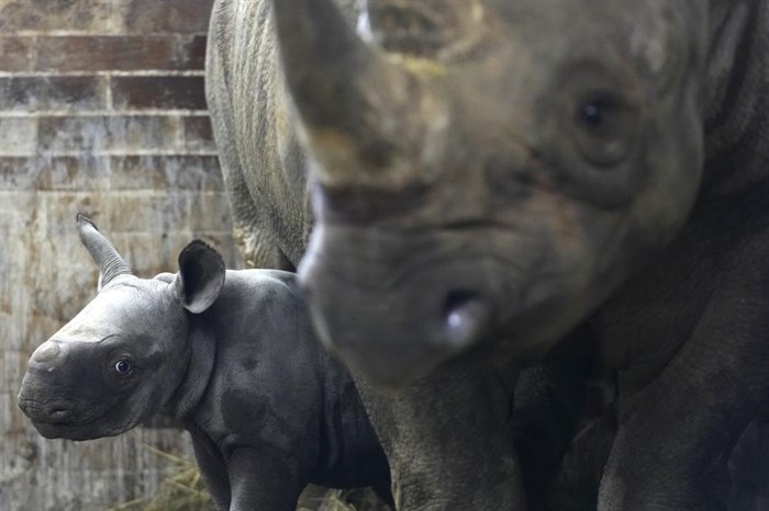 A newly born critically endangered eastern black rhino stands in its enclosure next to its mother Eva at the zoo in Dvur Kralove, Czech Republic, Wednesday, March 16, 2022.