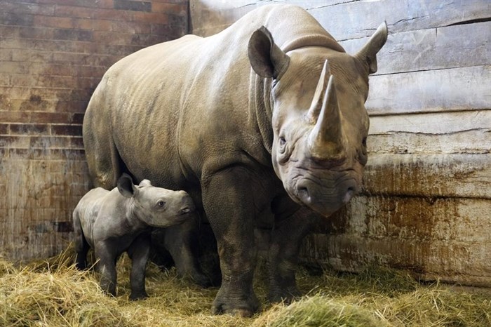 A newly born critically endangered eastern black rhino stands in its enclosure next to its mother Eva at the zoo in Dvur Kralove, Czech Republic, Wednesday, March 16, 2022.