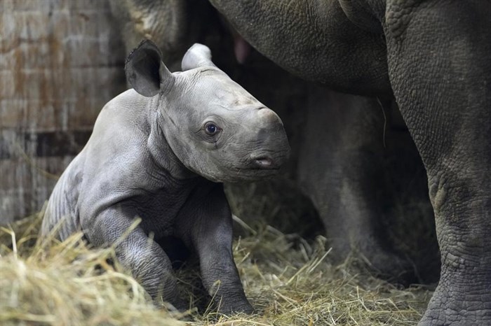 A newly born critically endangered eastern black rhino sits in its enclosure next to its mother Eva at the zoo in Dvur Kralove, Czech Republic, Wednesday, March 16, 2022.