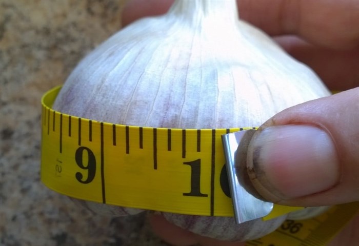 Shirley Wells of Laughing Swan Farm near Kamloops is hoping to grow a prize-winning sized garlic. 