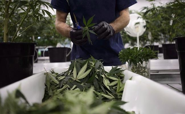 Workers produce medical marijuana at Canopy Growth Corporation's Tweed facility in Smiths Falls, Ont., on Monday, Feb. 12, 2018. A defunct subsidiary of Canopy Growth Corp. is fighting a court battle against the Canada Revenue Agency, which fined the pot company almost half-a-million dollars for allegedly growing cannabis on a Saskatchewan farm before receiving a licence.