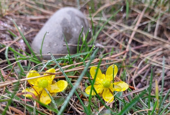 Sagebrush buttercups are the first flower to bloom in the spring but they are toxic.