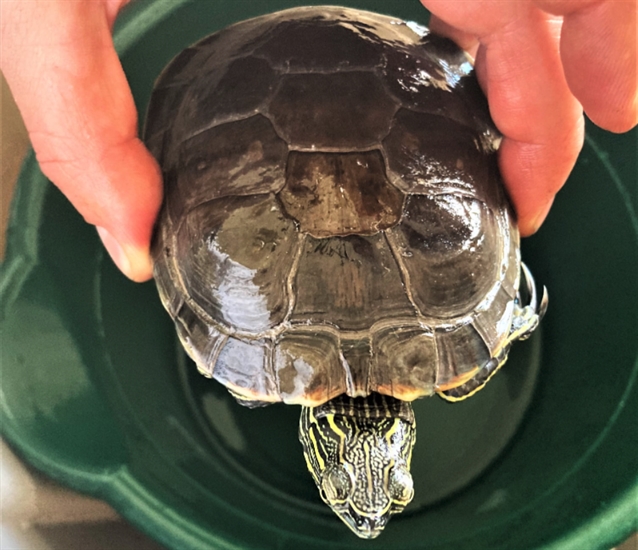 Kelowna man charged after relocating western painted turtles to his ...