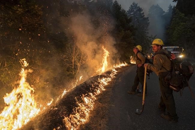 California man illegally growing cannabis guilty of setting fire that killed 12 endangered condors - Vimarsana News