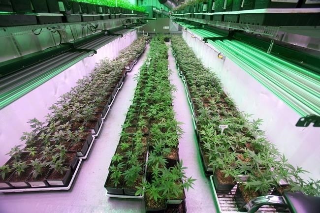 Cannabis company Organigram reports Q2 loss, more than doubles revenue - Vimarsana News