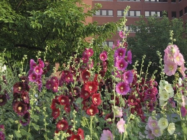 This image provided by American Meadows shows hollyhock flowers. 
