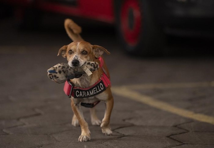 Rescue dog Caramello carries a toy in his mouth at the Catete Fire Brigade in Rio de Janeiro, Brazil, Tuesday, April 12, 2022. Caramello – a name inspired by the color of his fur – has been residing at the fire brigade that found him injured across the iconic Sugarloaf mountain ever since he was rescued nearly a year ago. During that time, the 11-year-old dog has amassed some 27,000 instagram followers.