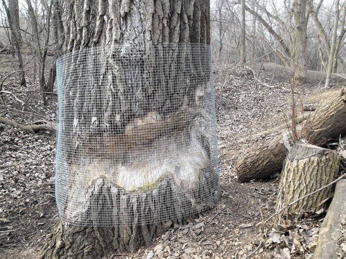Behind the wire mesh in an example of the damage beavers can do even to large trees.