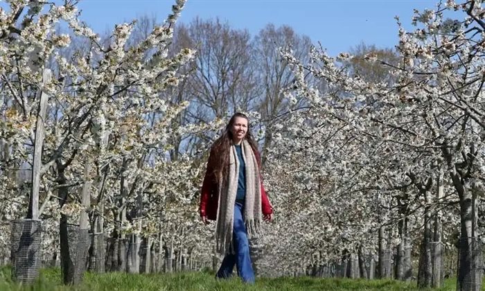 A photo of a section of young cherry trees in bloom on Thompson Farm taken in May, 2021.