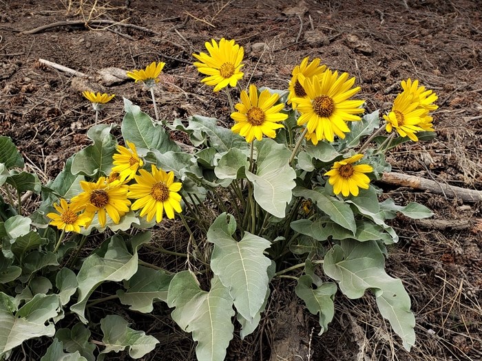 Photo of arrowleaf balsamroot taken in Kamloops.