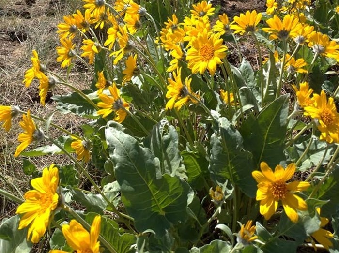 Photo of arrowleaf balsamroot taken at Dilworth Mountain Park.