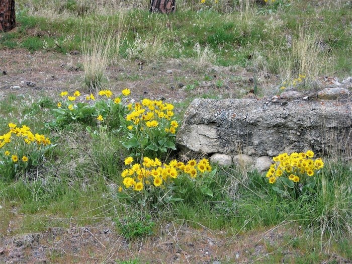 Photo of arrowleaf balsamroot taken in Summerland.