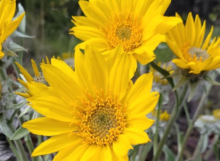 Photo of arrowleaf balsam root taken in Summerland.